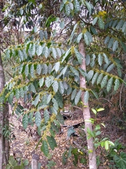 Lacistema aggregatum