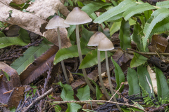 Mycena hudsoniana