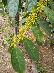 Lacistema aggregatum