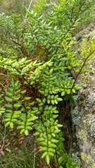 Pellaea pteroides