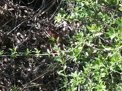 Masticophis flagellum testaceus