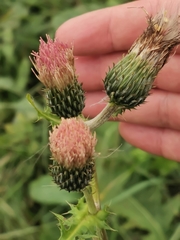 Cirsium × erucagineum