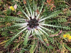 Cirsium tioganum