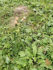 Cirsium × erucagineum