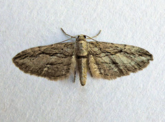 Eupithecia phoeniceata
