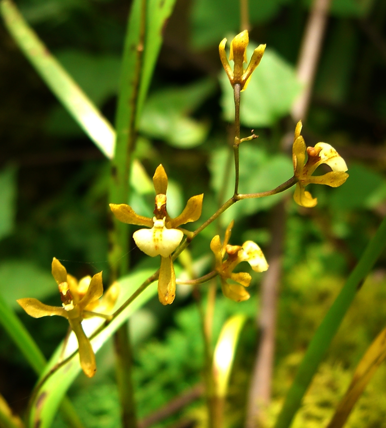Cyrtochilum caespitosum (Rolfe) Dalström