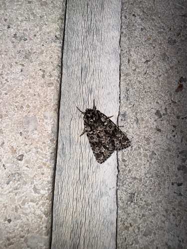 Night-wandering and Hopeful Daggers and Allies photo 4