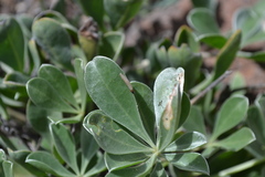 Lupinus sericatus