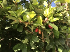 Erythroxylum havanense