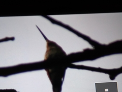 Trochilidae