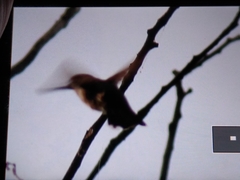 Trochilidae