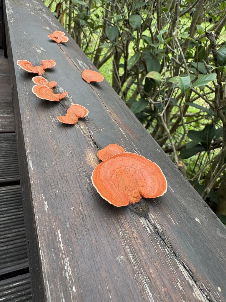 Trametes sanguinea · May 2025 · photo: © joycjy (iNaturalist, CC)