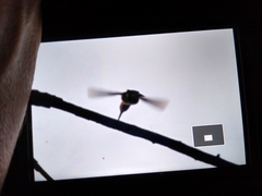 Trochilidae