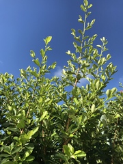 Erythroxylum havanense