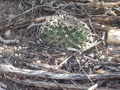 Mammillaria meiacantha