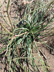 Trachyandra divaricata