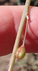 Trachyandra divaricata