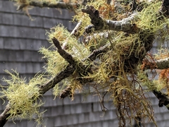 Usnea barbata
