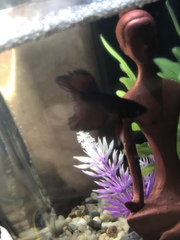 Betta