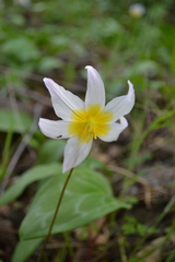 Erythronium helenae
