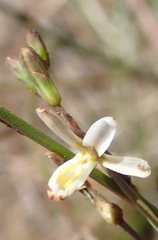 Trachyandra divaricata
