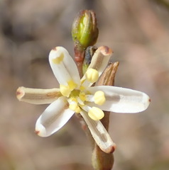 Trachyandra divaricata