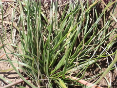 Trachyandra divaricata