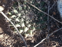Mammillaria meiacantha