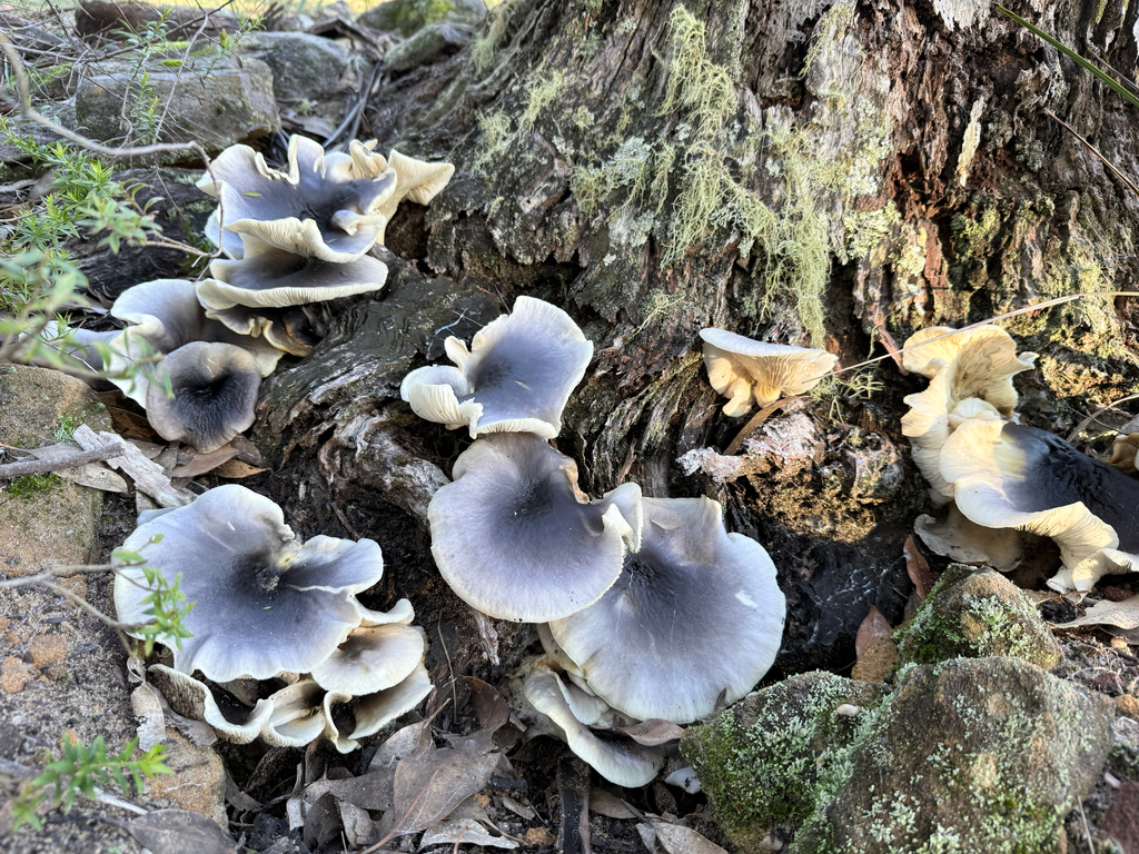 Omphalotus nidiformis · May 2025 · photo: © mulgara (iNaturalist, cc0)