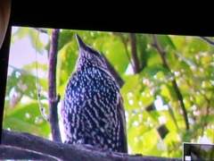 Sturnus vulgaris