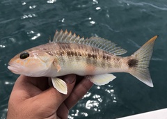 Pacific Sand Perch photo 1