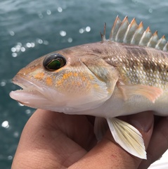 Pacific Sand Perch photo 2