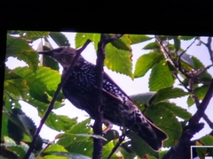 Sturnus vulgaris