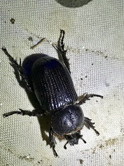 Hemiphileurus illatus