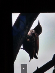 Sturnus vulgaris
