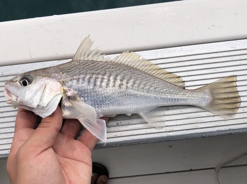 Bigeye croaker (Micropogonias megalops) — Sciaenidae