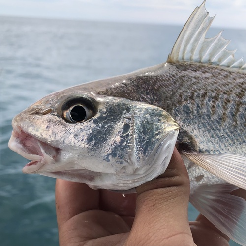Bigeye croaker (Micropogonias megalops) — Sciaenidae — 4
