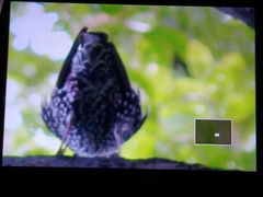 Sturnus vulgaris