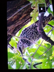 Sturnus vulgaris