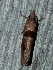 Pelochrista dorsisignatana