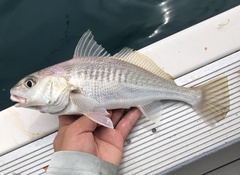 Golden Croaker photo 2