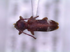 Psenocerus supernotatus
