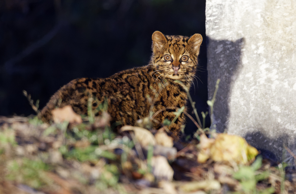 Pardofelis marmorata