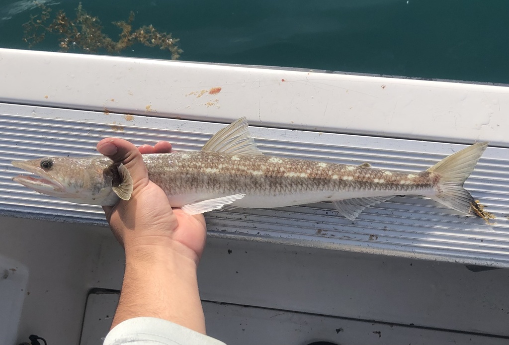 Lance lizardfish (Synodus scituliceps) — Synodontidae