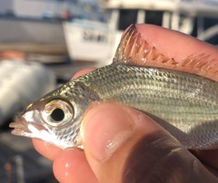 Pacific Spotfin Mojarra photo 3