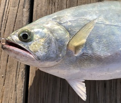 Longjaw Leatherjack photo 3