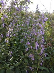 Nepeta grandiflora