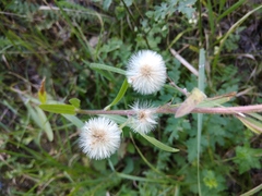 Erigeron acris podolicus