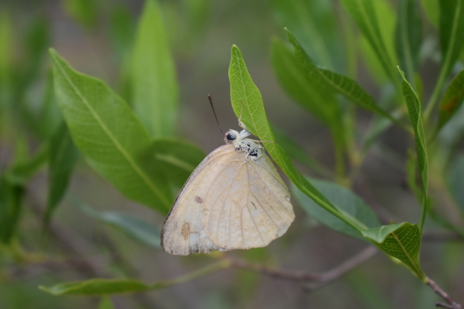 Mottled Emigrant
