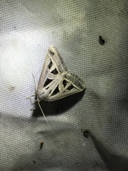 Callistege diagonalis